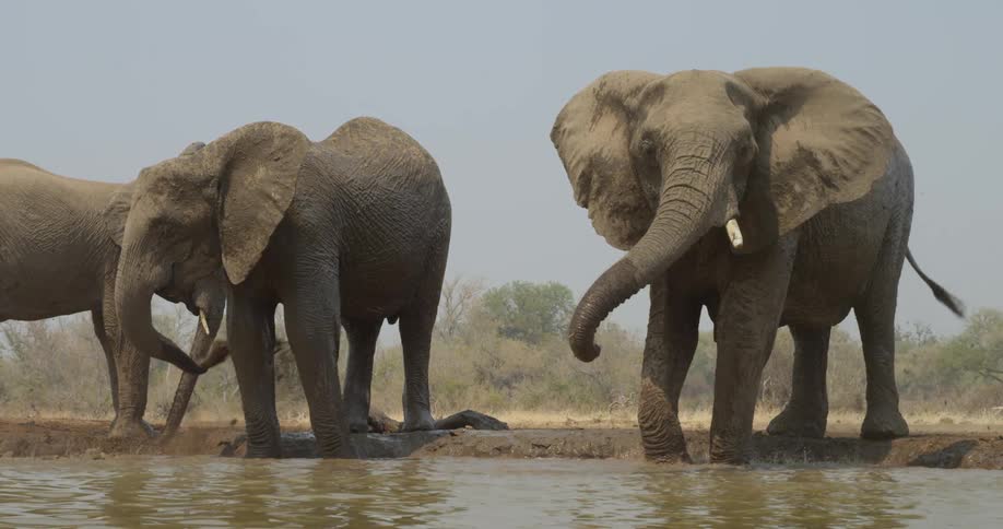 A herd of elephants standing around