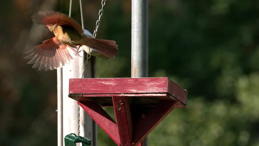 A bird flying away from a birdhouse