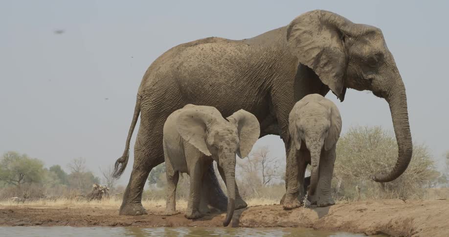 A mother elephant with her two babes next to a watering hole