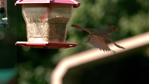 A bird flying away from a bird feeder