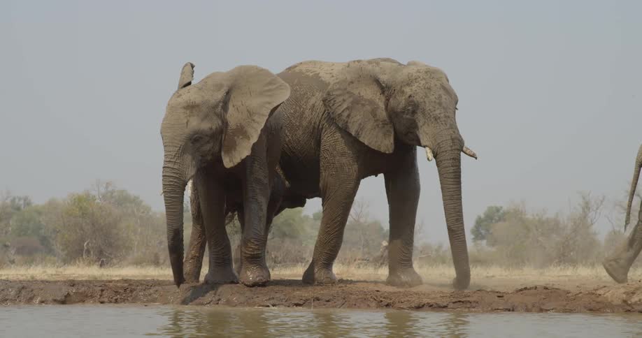 Elephants gather around a watering hole
