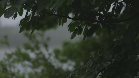 A scenery of wiggle tree leaves