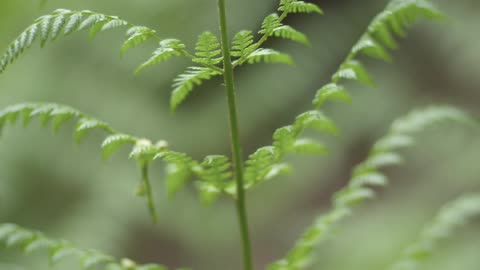 Small ferns
