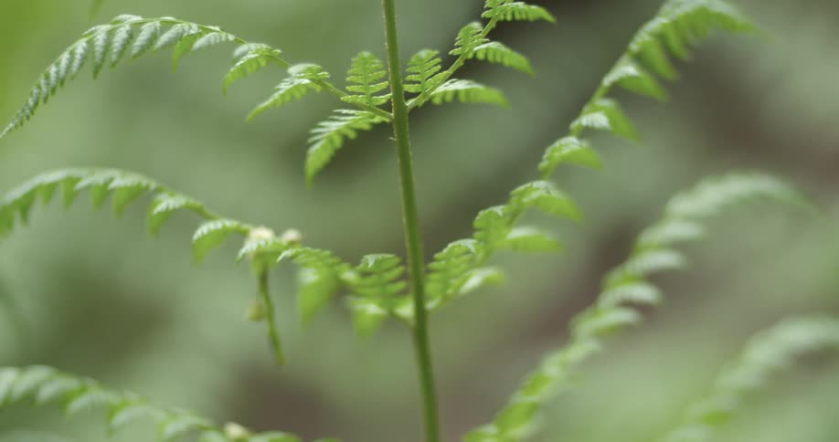 Small ferns