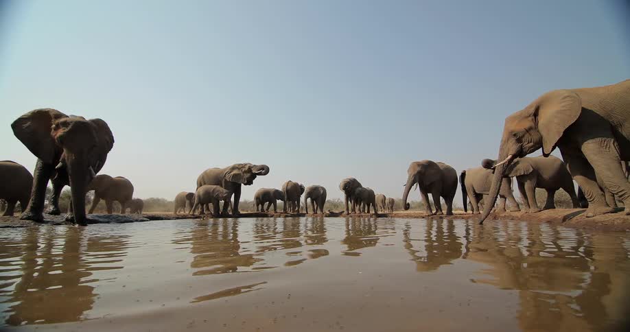 Herd of elephants at a watering hole