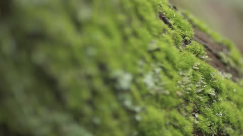 Moss covered tree bark