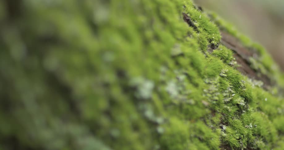 Moss covered tree bark