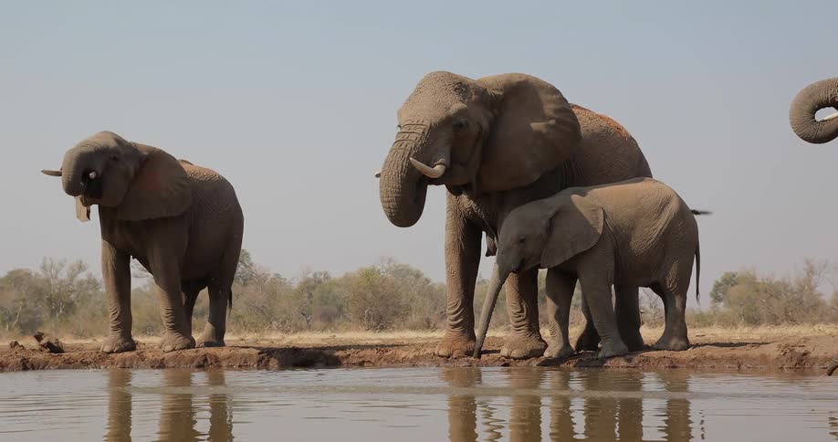 A heard of elephants drinking water