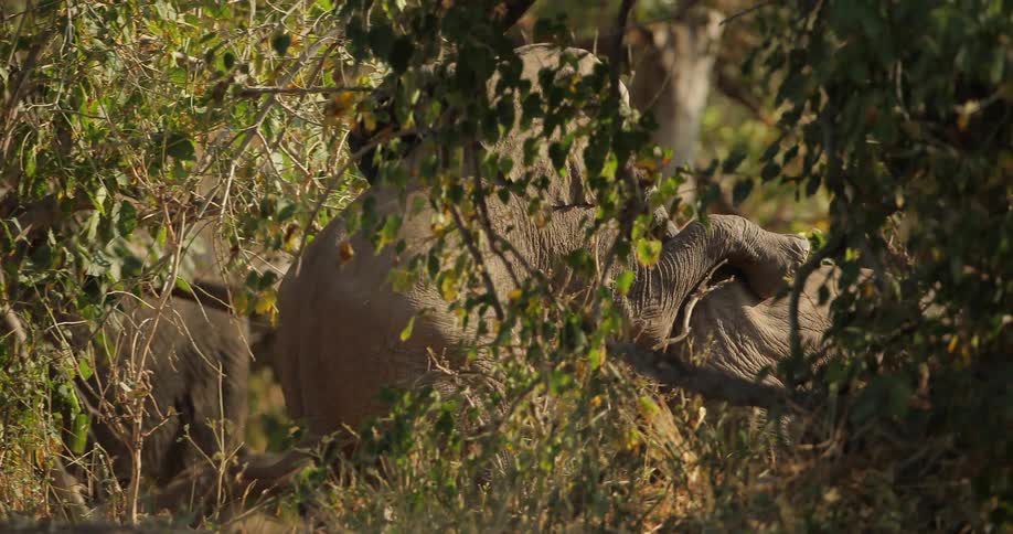 Two elephants playing in a wooded area