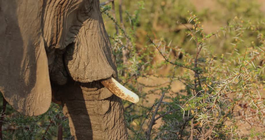 An elephant using his trunk to pull at a prickly plant