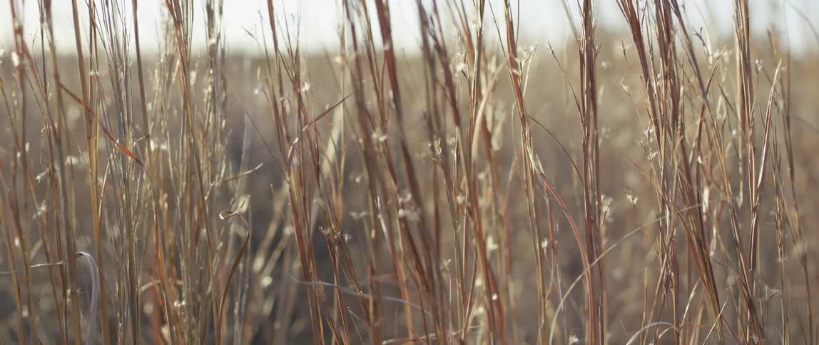 A breeze blowing through some tall, brown grasses