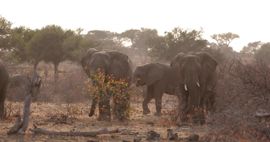 A group of elephants standing and walking in a pasture