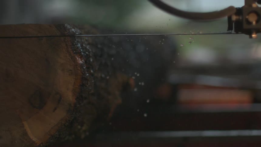 A saw blade slices through a tree trunk