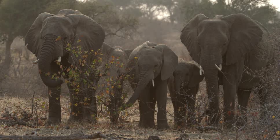 Pack of elephants grazing on a field in the wild
