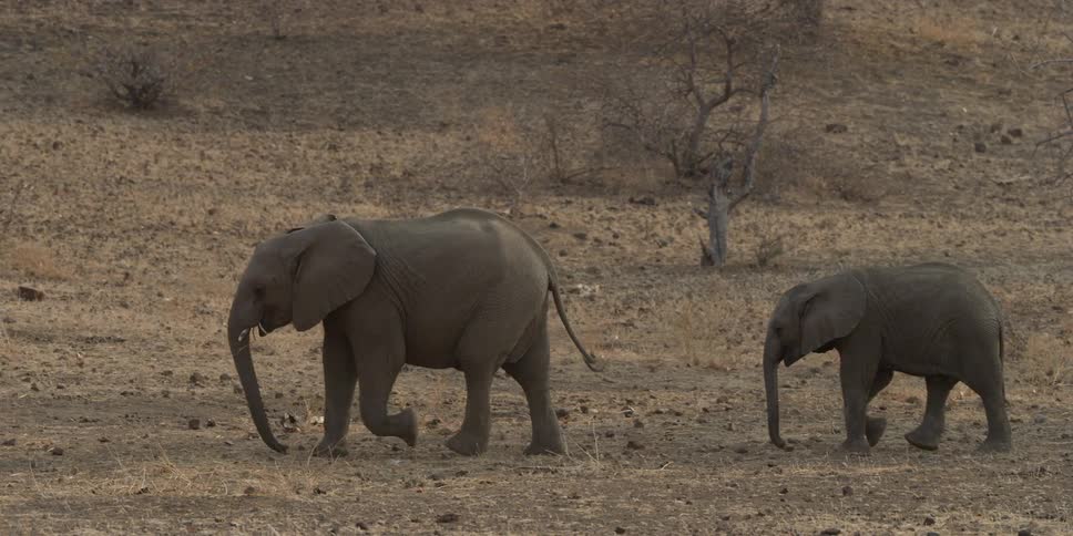 A mother elephant walking as her baby follows behind