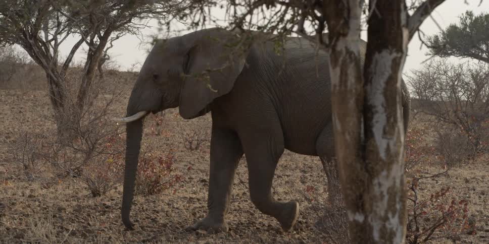 An elephant walking