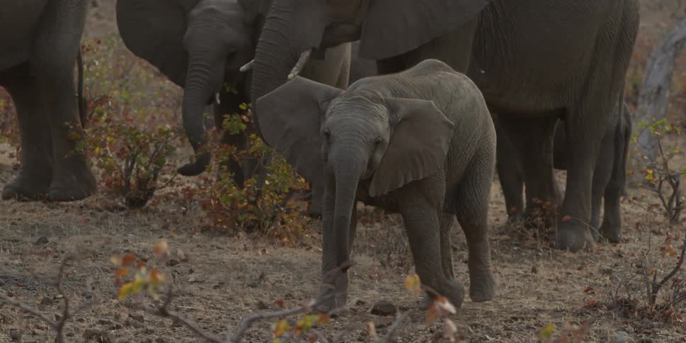 Small elephant walks next to herd of elephants