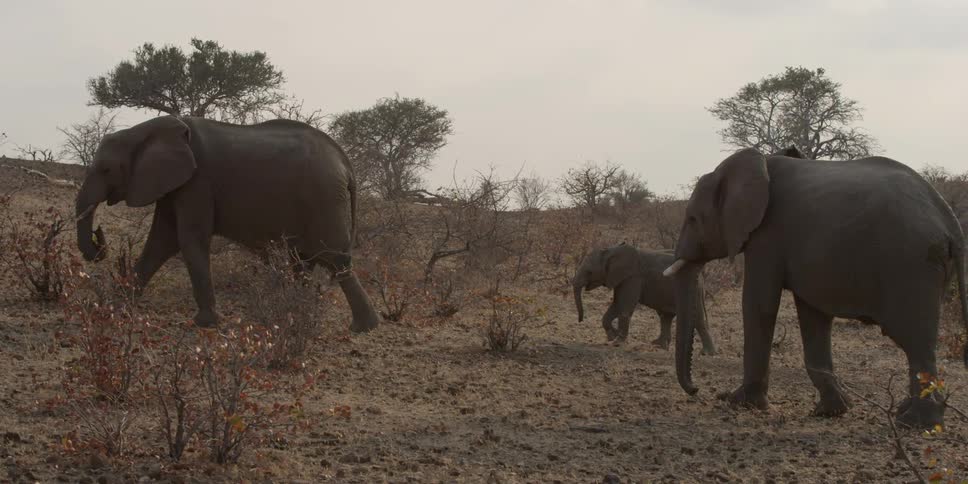 Two grown elephants and a baby elephant walking