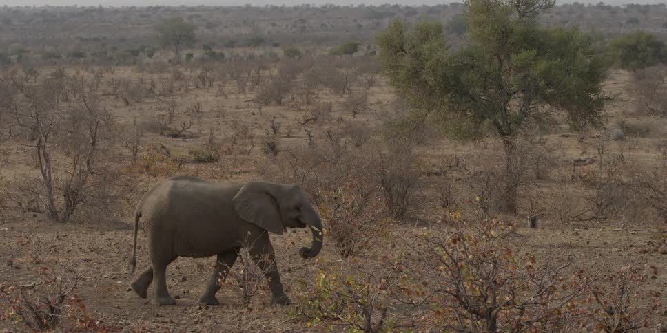 An elephant walking across an african landscape