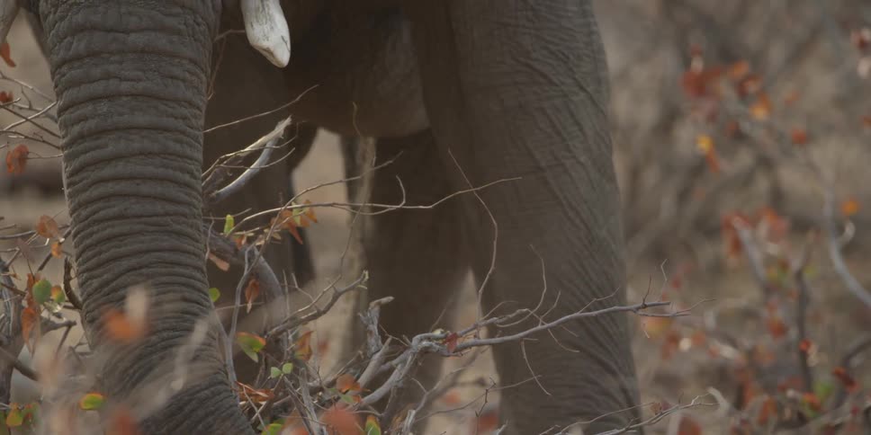 Elephant picks leaves off of a tree with its trunk