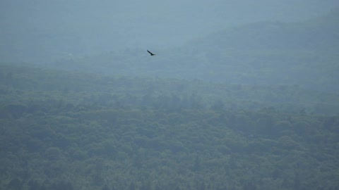 A bird gliding over the top of the trees in a mountainous area on a cloudy day