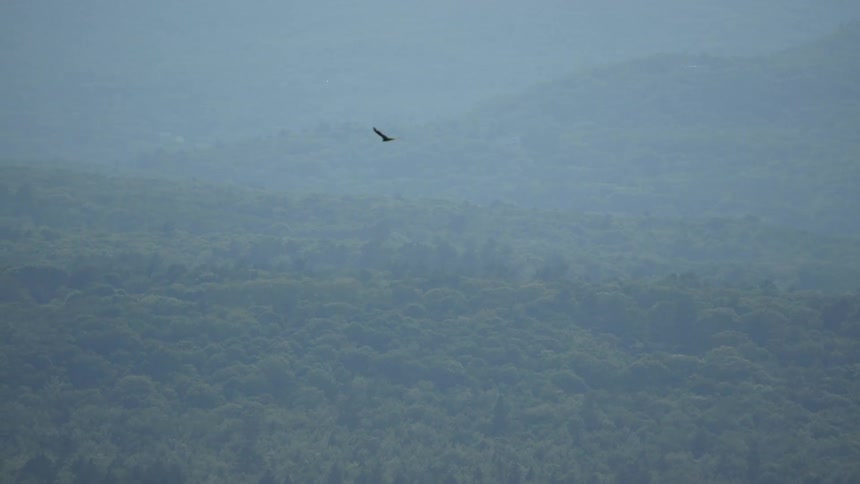 A bird gliding over the top of the trees in a mountainous area on a cloudy day