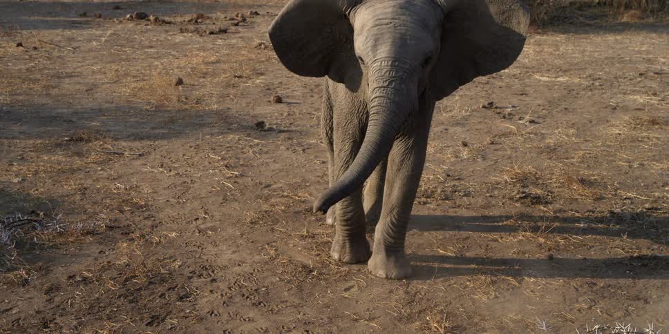 Young elephant kicking in some dirt and then standing still