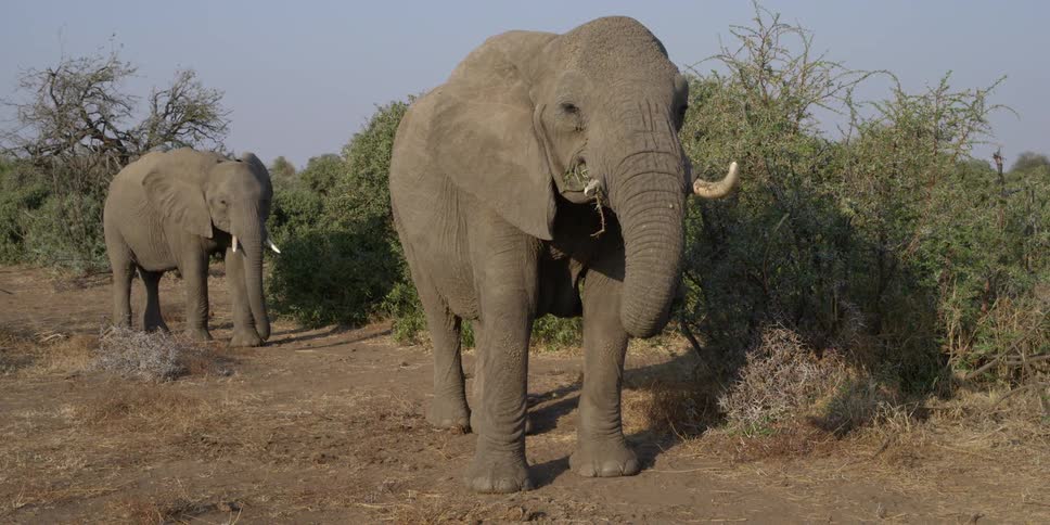 Two elephants with tusks standing around on a clear day