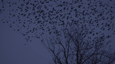 Flock of birds fly out of a tree at dusk
