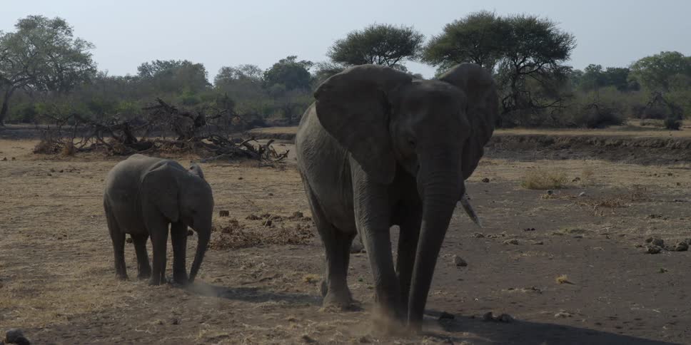 A mother elephant and baby elephant foraging on a savannah
