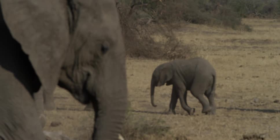 A baby elephant following an adult elephant
