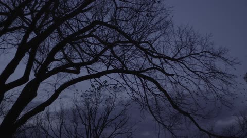 Birds circling over a tree near dusk