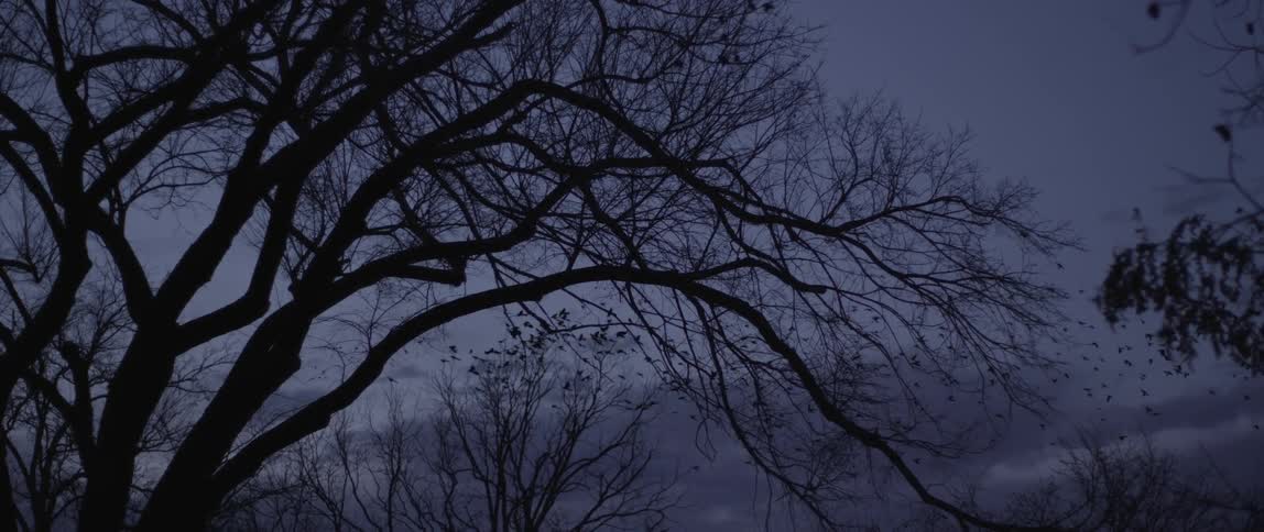 Birds circling over a tree near dusk