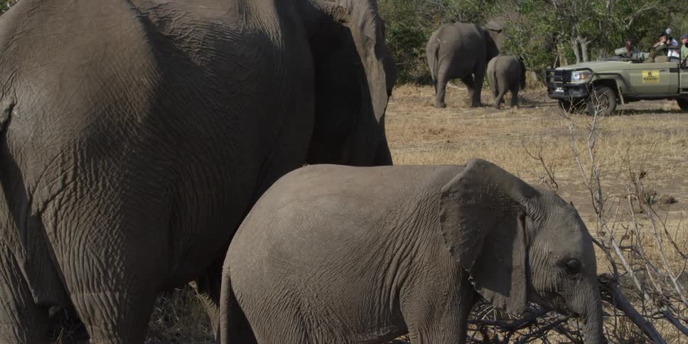 Tourists photograph elephants in the field