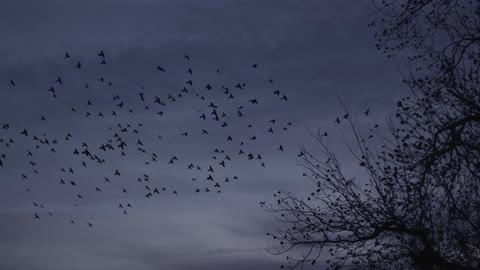 A flock of birds fly in the air at dusk