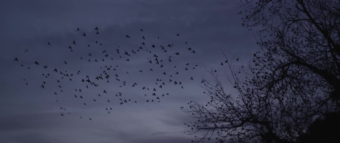 A flock of birds fly in the air at dusk
