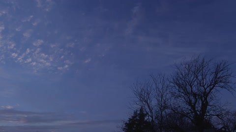 A view of the skies and a few trees as thin, wispy clouds blow by