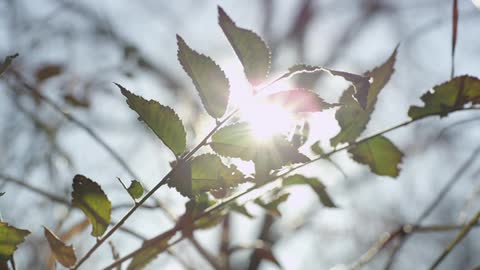 Sunlight glaring through the leaves of a tree