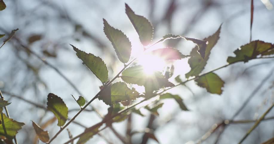 Sunlight glaring through the leaves of a tree