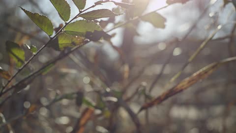 Leaves on a tree