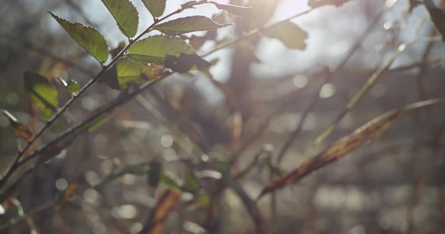 Leaves on a tree