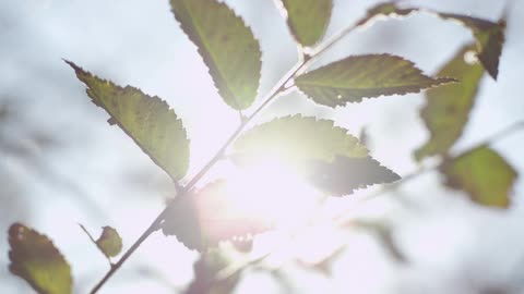 Sunlight behind tree leaves