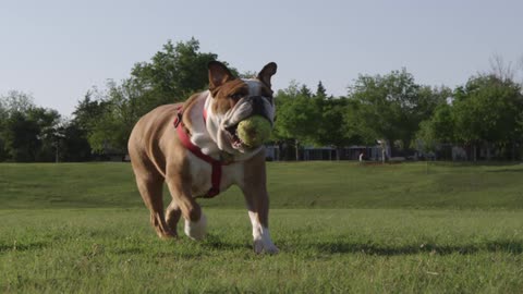An english bulldog with a ball in its mouth runs across a grassy park