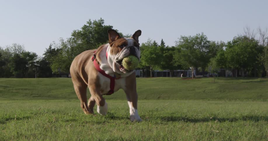 An english bulldog with a ball in its mouth runs across a grassy park