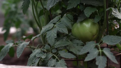 A green tomato still on the plant
