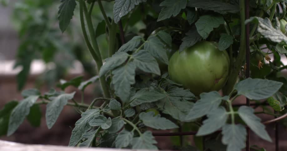 A green tomato still on the plant