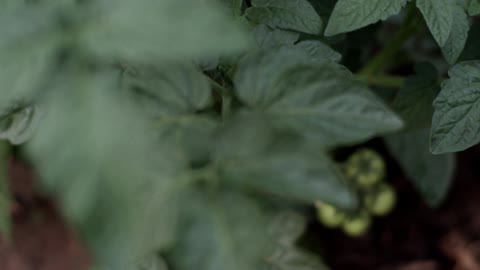 Close up shot of a tomato plant leaves, buds and baby tomatoes