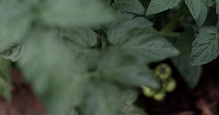 Close up shot of a tomato plant leaves, buds and baby tomatoes
