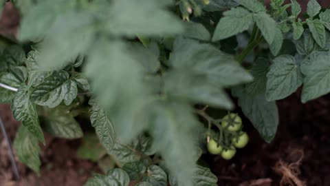 Top down view of a tomato plant with a bunch of green tomatoes