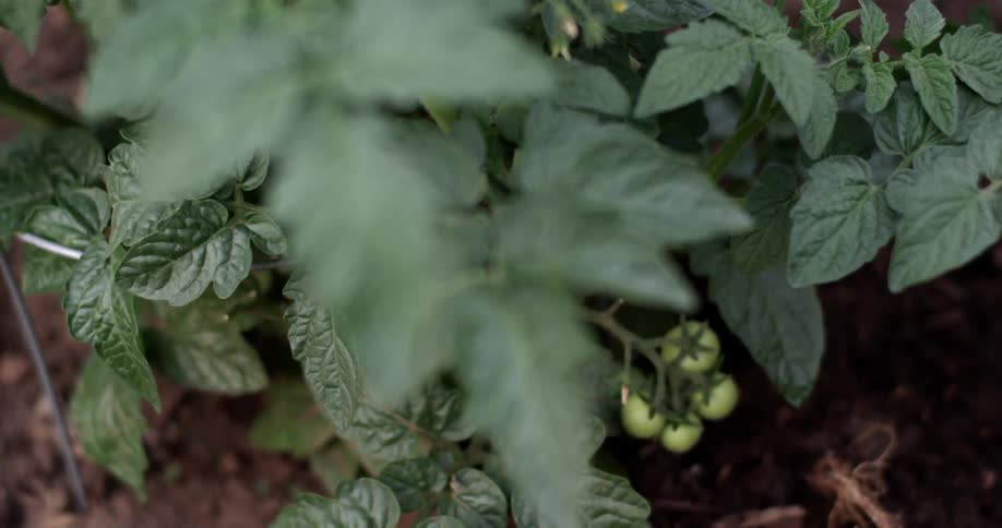 Top down view of a tomato plant with a bunch of green tomatoes